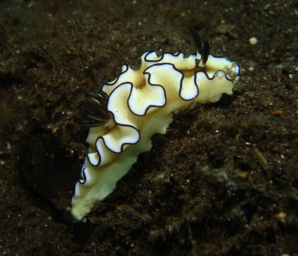 nudibranchi