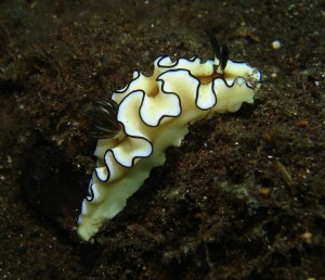 nudibranchi